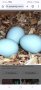 Яйца от Легбар, снимка 3