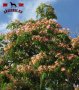 400 висококачествени семена от красиво декоративно копринено спящо медоносно дърво албиция за декора, снимка 10