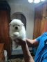 Продавам померани, снимка 4