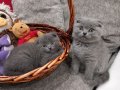 Шотландски клепоухи котенца , снимка 3