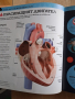 Детска енциклопедия за човешкото тяло, снимка 4