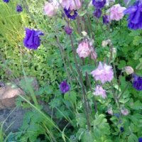 Камбанки, снимка 1 - Градински цветя и растения - 28219755