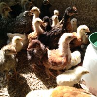 Пилета, еднодневни Бройлери и пъдпъдъци, снимка 3 - други­ - 32977740