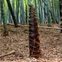 Семена от гигантски бамбук Moso Bambo градински горски декоративни растения декорация за градината д, снимка 16 - Сортови семена и луковици - 37768489