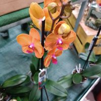 орхидеи , снимка 3 - Стайни растения - 43765955