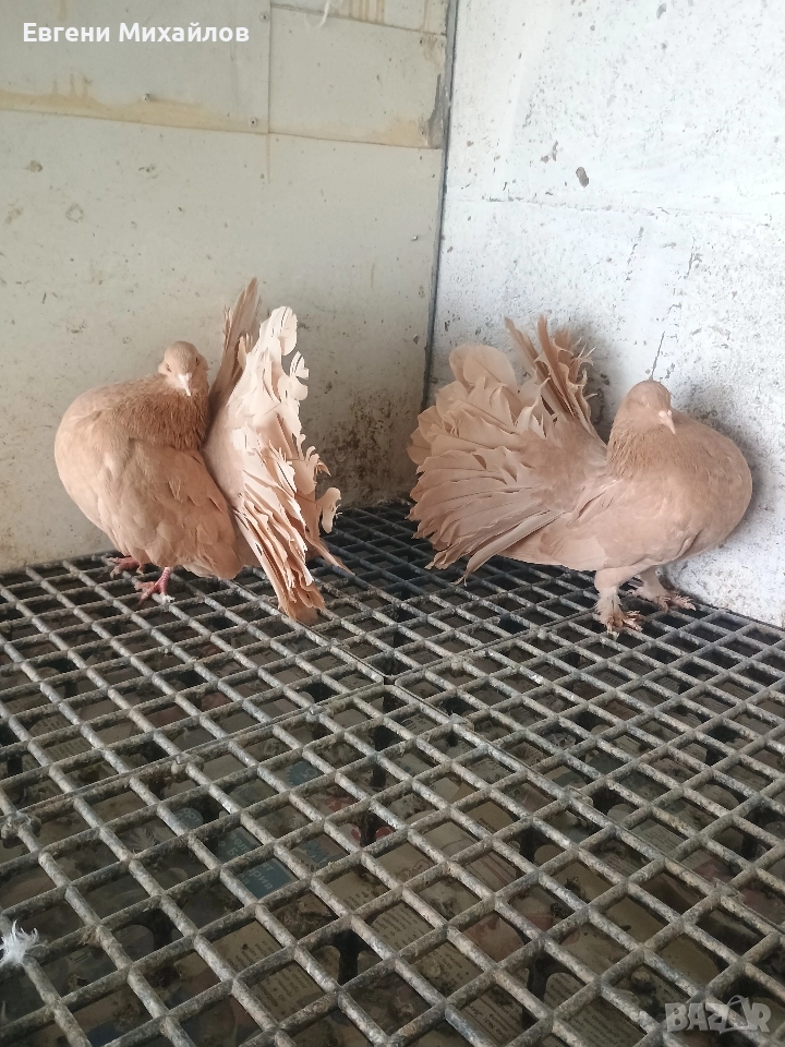 Фенерлии , снимка 1