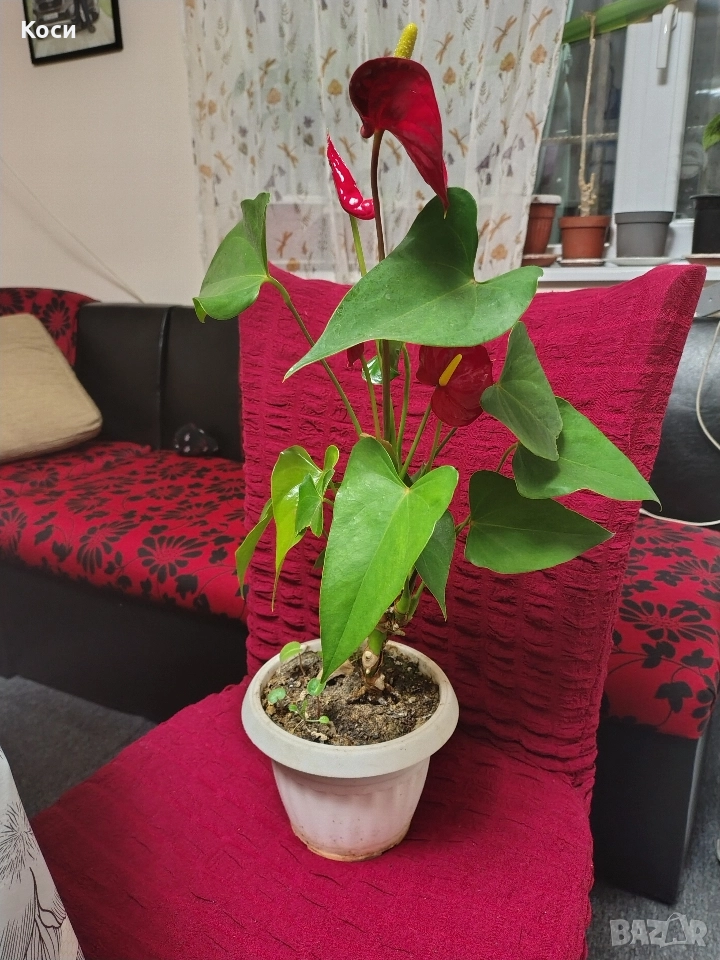 Антуриум цветето на любовта , снимка 1