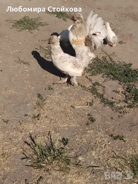 кокошка , петел и пиленца бантан, снимка 1