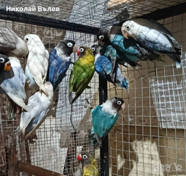 6 неразделки , снимка 1