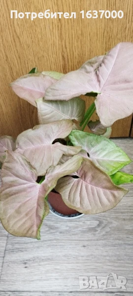 Розов сингониум , снимка 1