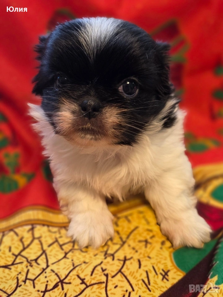 Японски хин, снимка 1