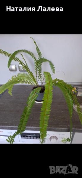 Папрат, Nephrolepis, снимка 1