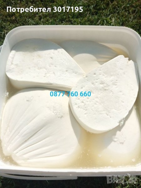 Домашно КОЗЕ сирене,кашкавал,мляко, снимка 1