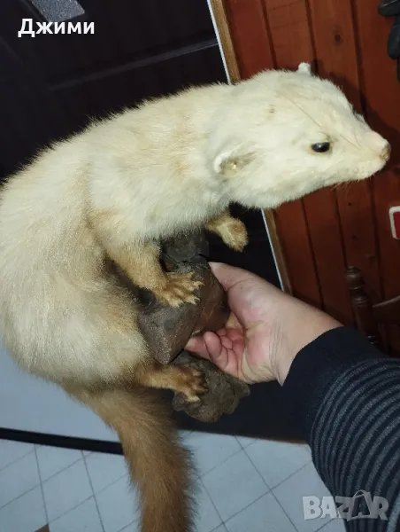 препарирана самур белка, снимка 1