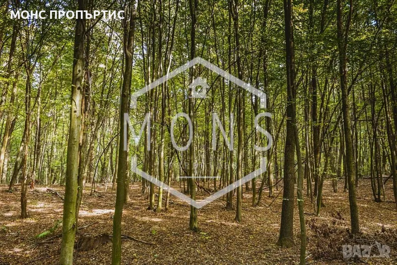 Гори в с. Самоводене, обл. Велико Търново, снимка 1