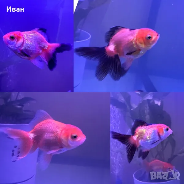 Златни Оранда рибки, снимка 1