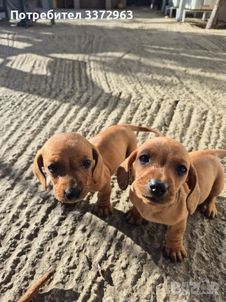 Чистокръвни Дакели , снимка 1