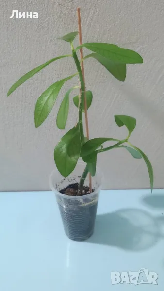 Каучуково дърво(Synadenium grantii) , снимка 1