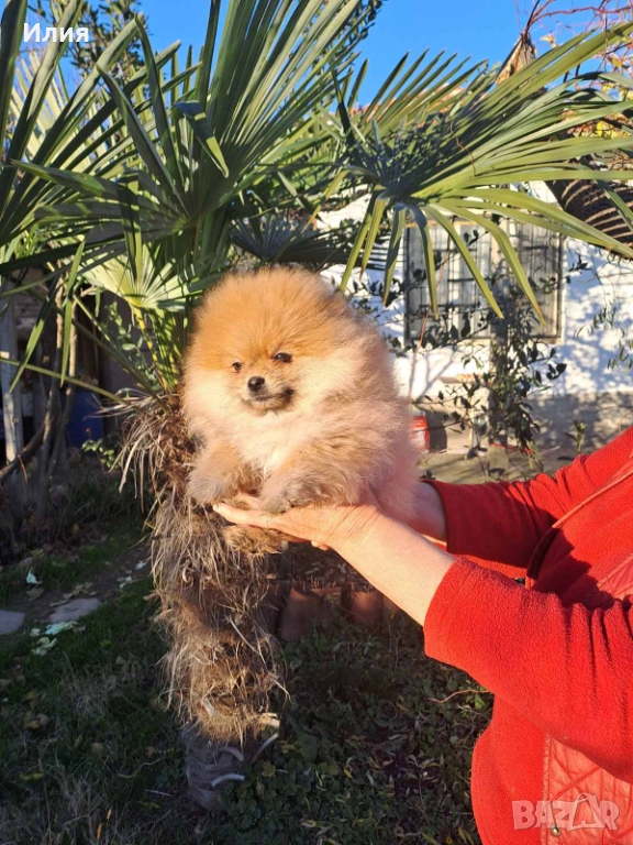 Продавам померан , снимка 1