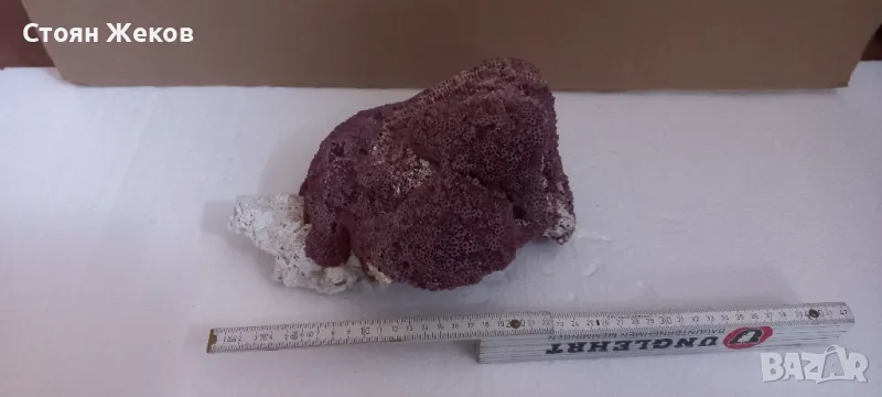 продавам червен корал, снимка 1