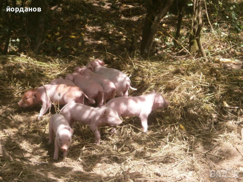 малки прасета, снимка 1