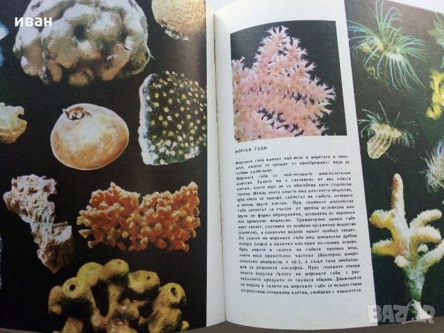 Картинна енциклопедия за юноши "Светът около нас - Книга 2"- 1974 г., снимка 9 - Колекции - 35505596