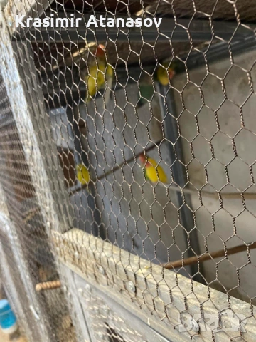 продавам розово бузи неразделки и двоика жълти корели, снимка 2 - Папагали - 53473544