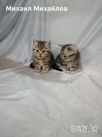 Две котенца ТАБИ , снимка 4 - Британска късокосместа - 53448950