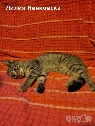 Подарява се тигрово котенце на три месеца, снимка 4 - Други - 52056954