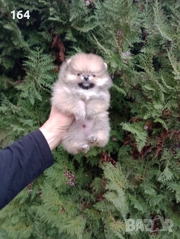 Мъжки Померани. Реални снимки ! , снимка 2 - Померан - 52605726