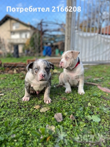 Американско Були Покет, снимка 3 - Други - 52120661