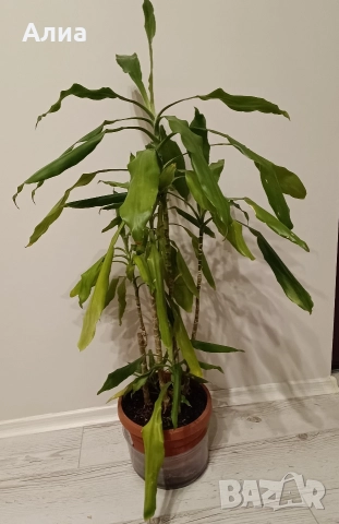 Драцена с 10 стебла, снимка 11 - Стайни растения - 30132174