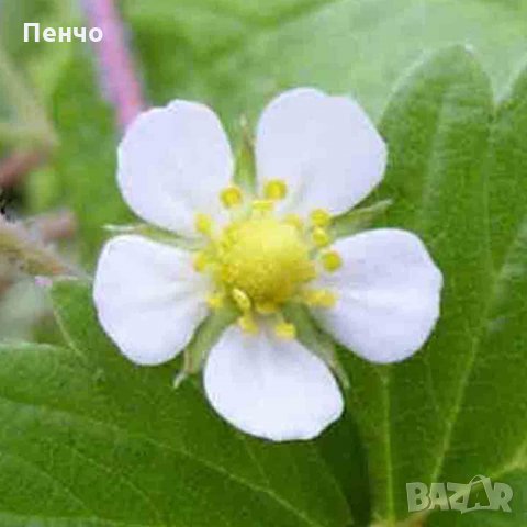 100 семена от плод бяла ягода органични плодови бели ягодови семена от вкусни ягоди отлични плодове , снимка 9 - Сортови семена и луковици - 27610003