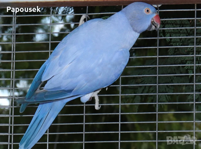 Малки Александри , снимка 10 - Папагали - 50581373