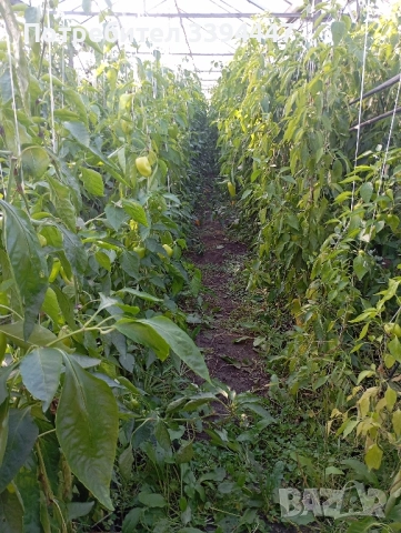 всеки ден прясно откъснати чушки черна капия и зелени , снимка 6 - Разсади - 52229258