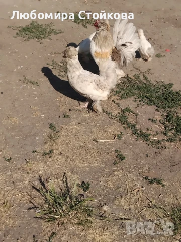 кокошка , петел и пиленца бантан, снимка 1