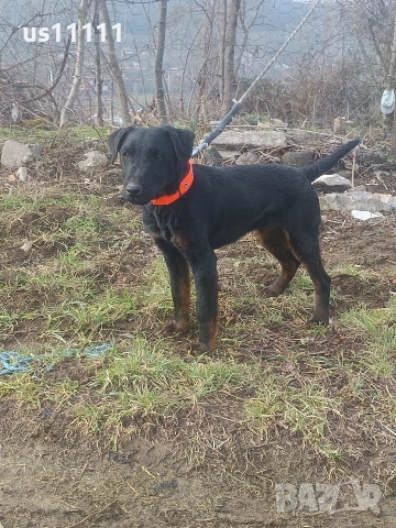 ягдтериер със родословие на 4 месеца , снимка 2 - Ягдтериер - 53300136