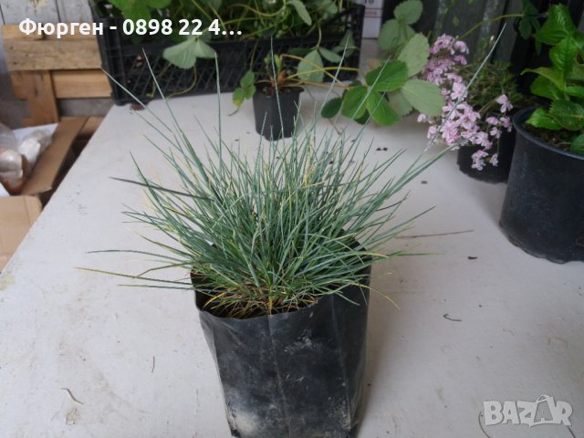 Фестука, синя трева / Festuca glauca, снимка 8 - Разсади - 43792206