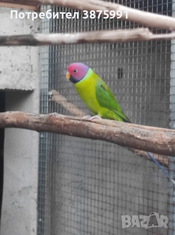 Продавам папагали, може и бартер, снимка 6 - Папагали - 47480982