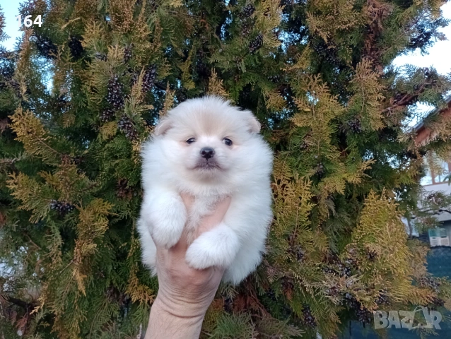 Женско Померанче. Реални снимки от 15.02.26 г. , снимка 3 - Померан - 53487742