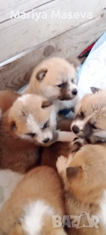 Малки кученца Акита 