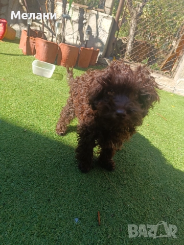  Промоция Момче мини пудел, снимка 1