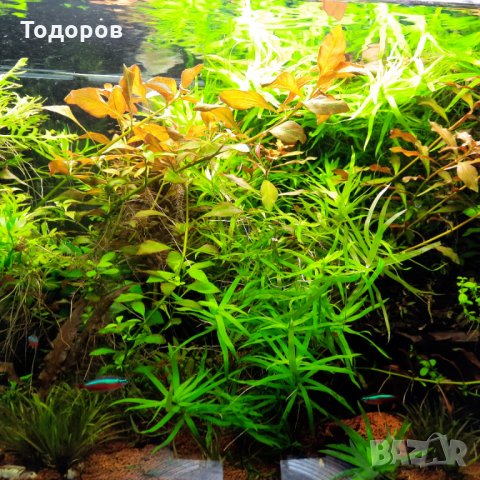 Разменям растения за скариди, охлюви, рибки, снимка 1