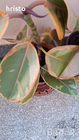 шарен фикус 50см., снимка 4 - Стайни растения - 51117203