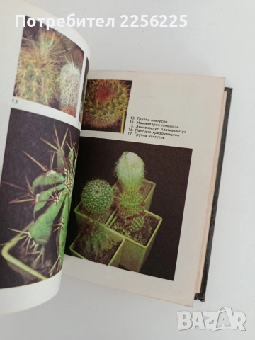 Созвездие кактусов, снимка 4 - Специализирана литература - 52791078