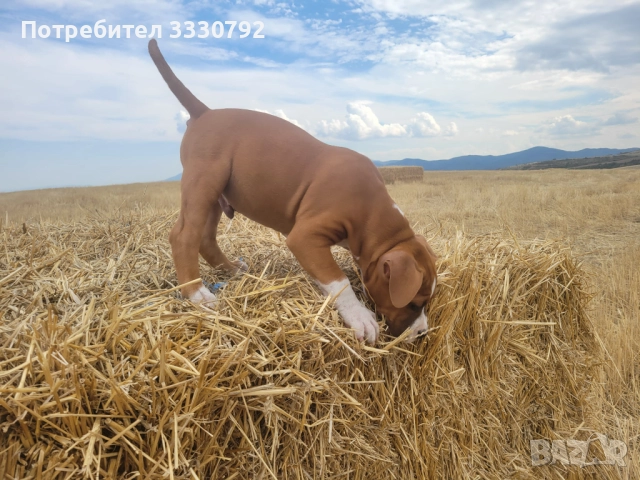 Американски стафордширски териер - елитни родители с родословие , снимка 15 - Американски стафордширски териер - 51258763