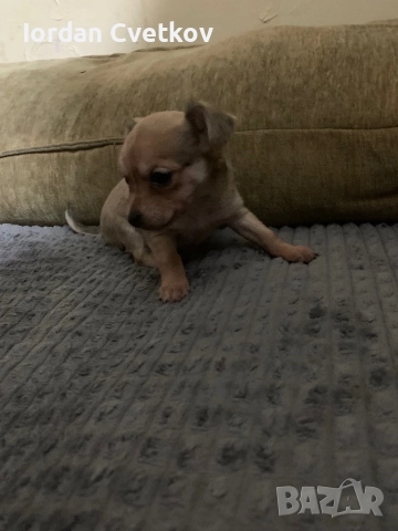 Пясъчен Пинчер, снимка 4 - Пинчер - 52720307