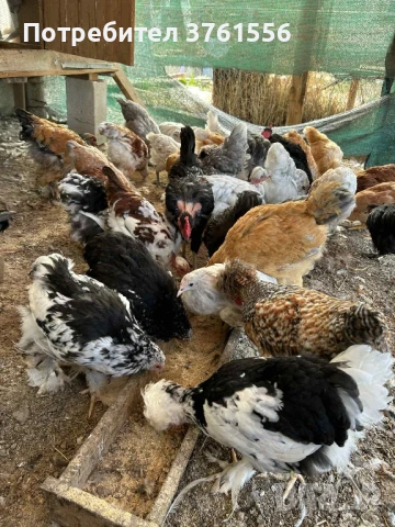 млади ярки и петлета, снимка 12 - Кокошки и пуйки - 51394383