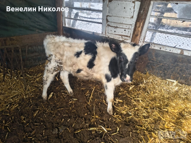 Мъжко теле на 6м., снимка 5 - Крави - 53559550