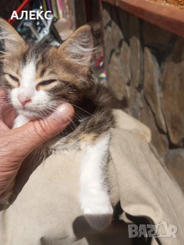 ПОДАРЯВАМ КОТЕНЦА, снимка 14 - Мейн кун - 50985226